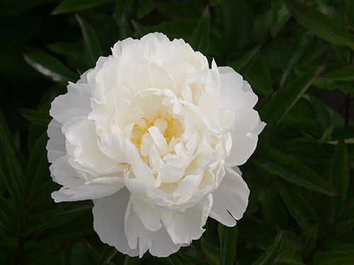 Пион Гардения (Gardenia)