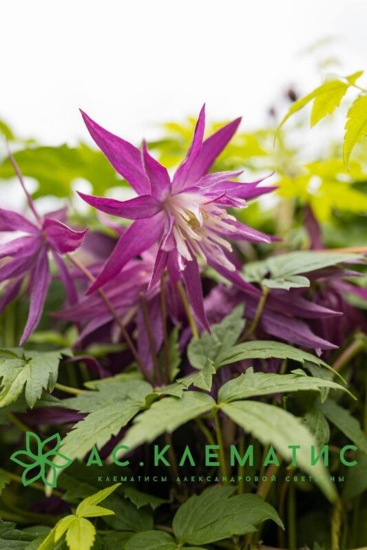 Клематис Пурпур Сюрпрайз (Purple Surprise)