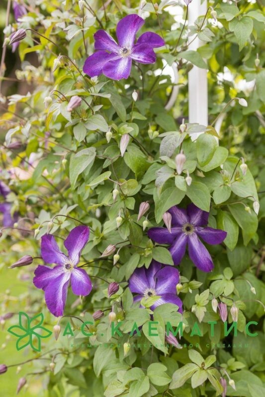 Клематис Веноза Виолация (Venosa Violacea)