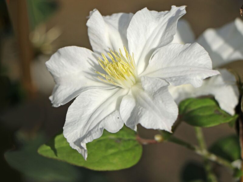 Клематис Белая Арабелла (White Arabella)