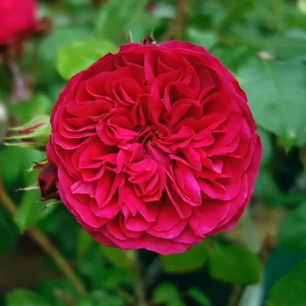 Роза Рэд Леонардо да Винчи (Red Leonardo da Vinci)