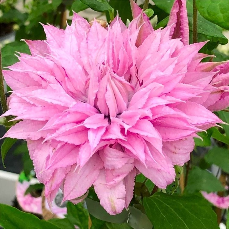 Клематис Мульти Пинк (Multi Pink)