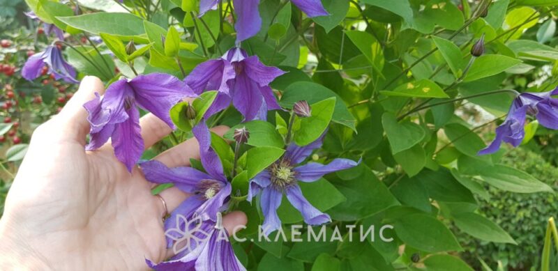 Клематис Сизая Птица (Sizaja Ptitza)