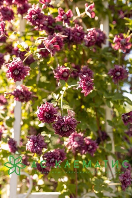 Клематис Пурпуреа Плена Элеганс (Purpurea Plena Elegans)