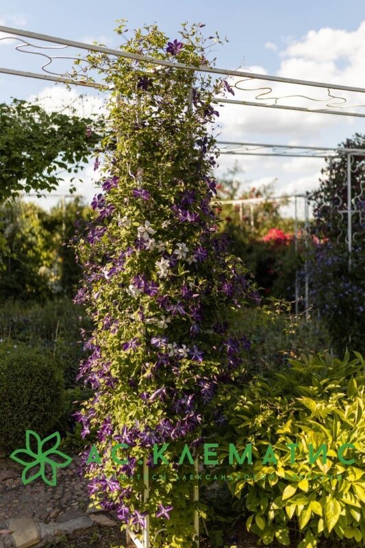 Клематис Веноза Виолация (Venosa Violacea)