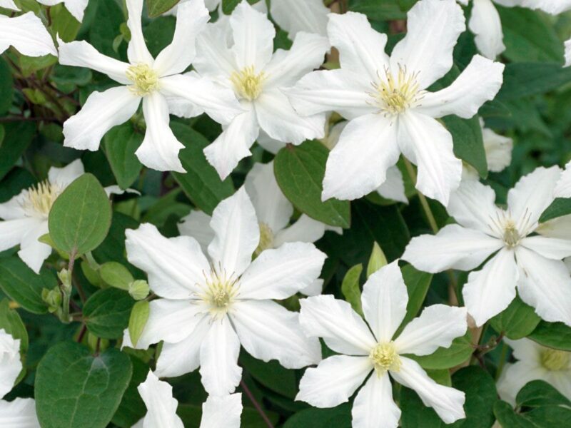 Клематис Белая Арабелла (White Arabella)