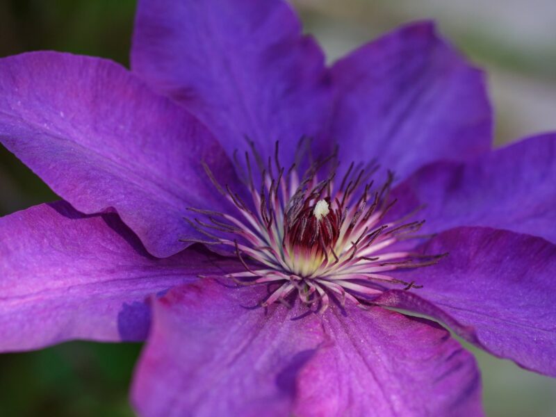 Клематис Виола (Viola)