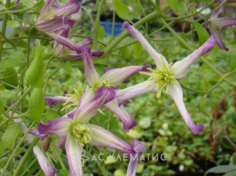 Клематис Рубромаргината (Rubromarginata)
