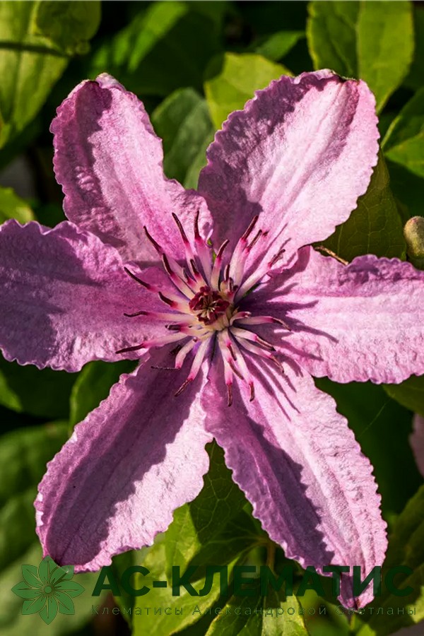 Клематис Хеглей Хибрид (Hagley Hybrid)
