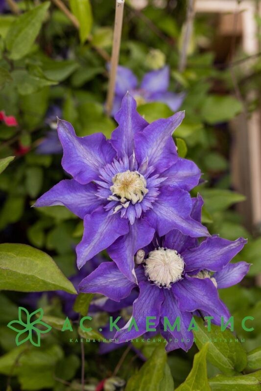 Клематис Мульти Блю (Multi Blue)