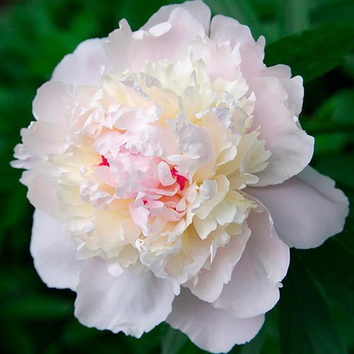 Пион Гардения (Gardenia)