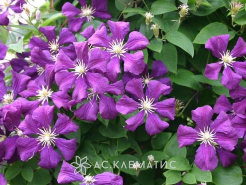 Клематис Этуаль Виолетт (Etoile Violette)