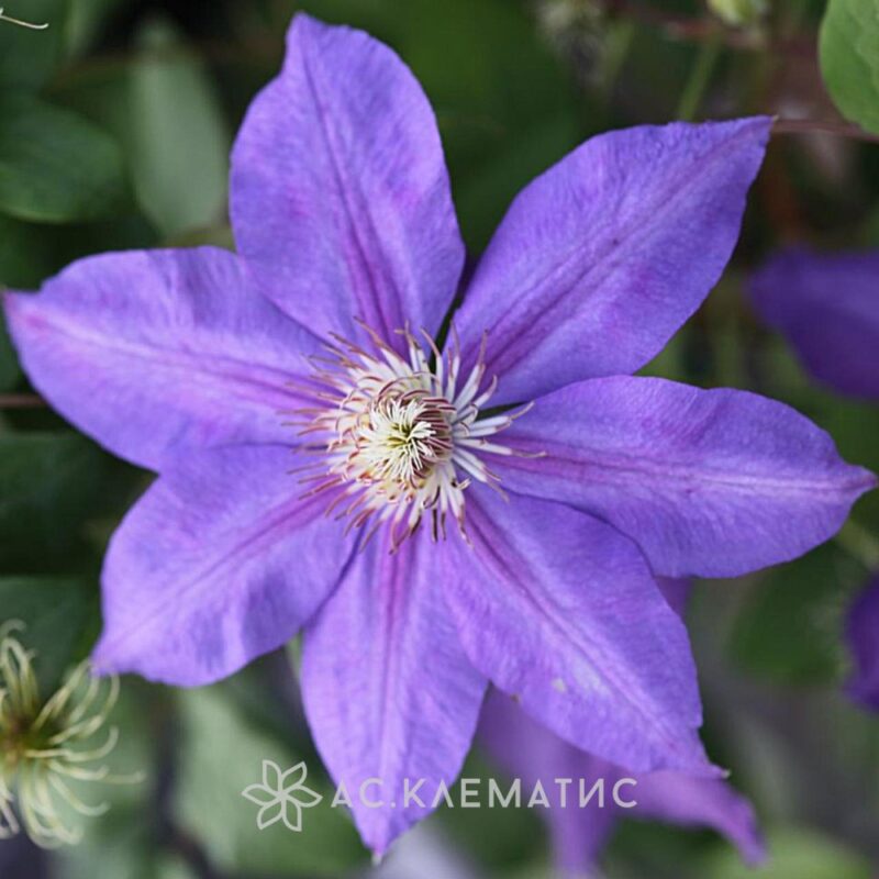 Клематис Лютер Бербанк (Luther Burbank)
