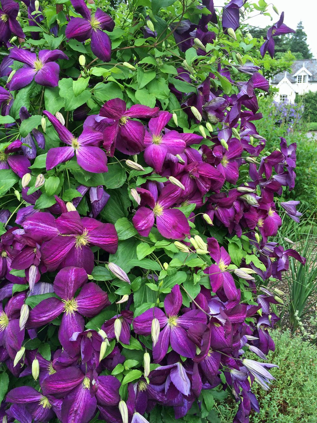 Клематис Жакмани Пурпуреа (Jackmanii Purpurea)