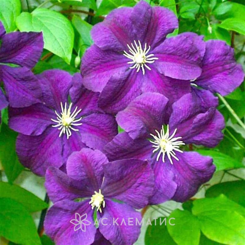Клематис Этуаль Виолетт (Etoile Violette)