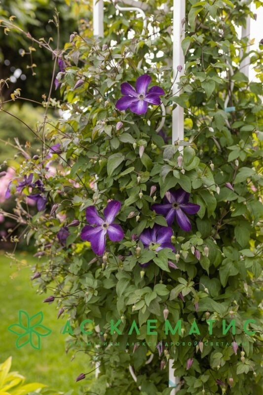 Клематис Веноза Виолация (Venosa Violacea)