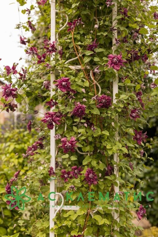 Клематис Пурпуреа Плена Элеганс (Purpurea Plena Elegans)