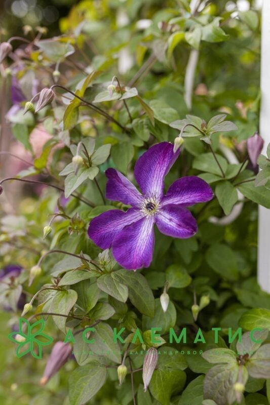 Клематис Веноза Виолация (Venosa Violacea)