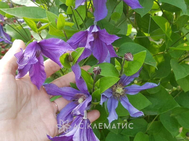 Клематис Сизая Птица (Sizaja Ptitza)