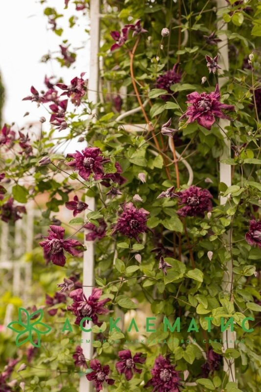Клематис Пурпуреа Плена Элеганс (Purpurea Plena Elegans)