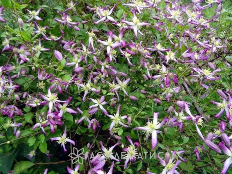 Клематис Рубромаргината (Rubromarginata)