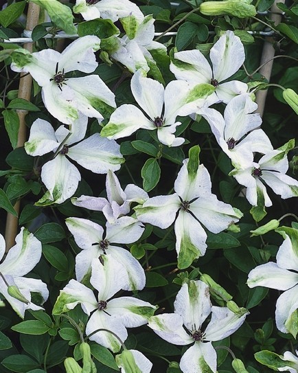 Клематис Альба Люксурианс (Alba Luxurians)