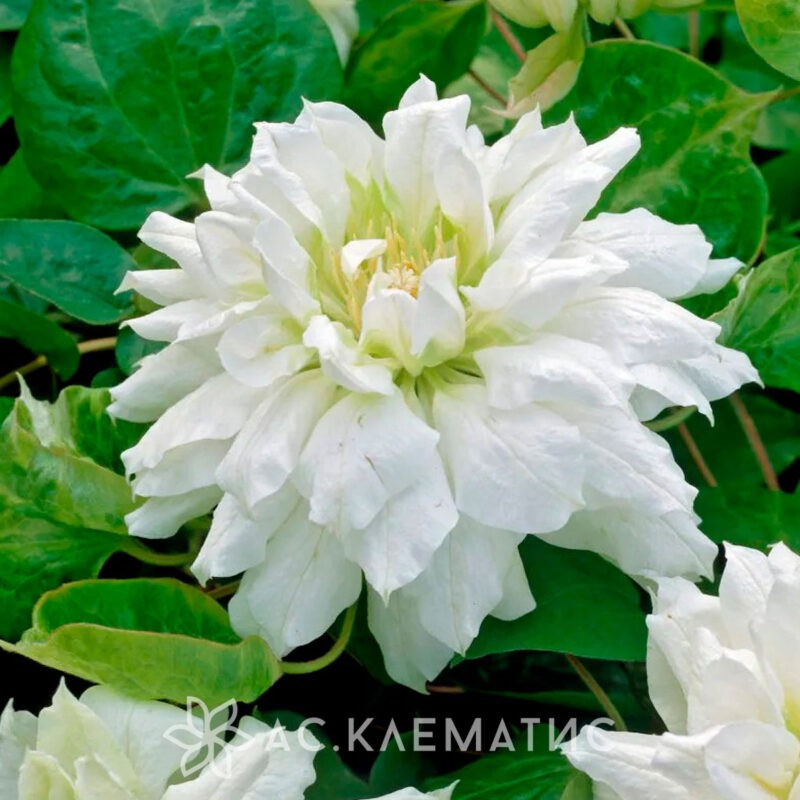Клематис Дочес оф Эдинбург (Duchess of Edinburgh)
