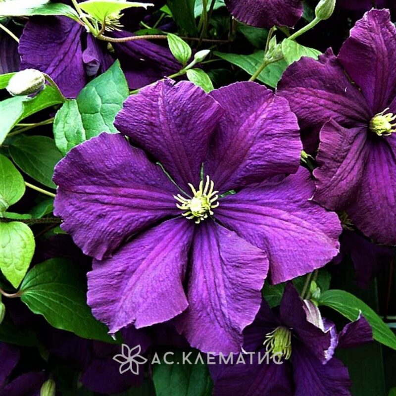 Клематис Этуаль Виолетт (Etoile Violette)