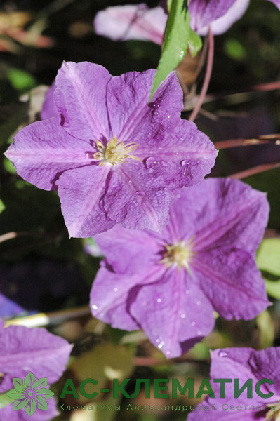 Клематис Виктория (Victoria)