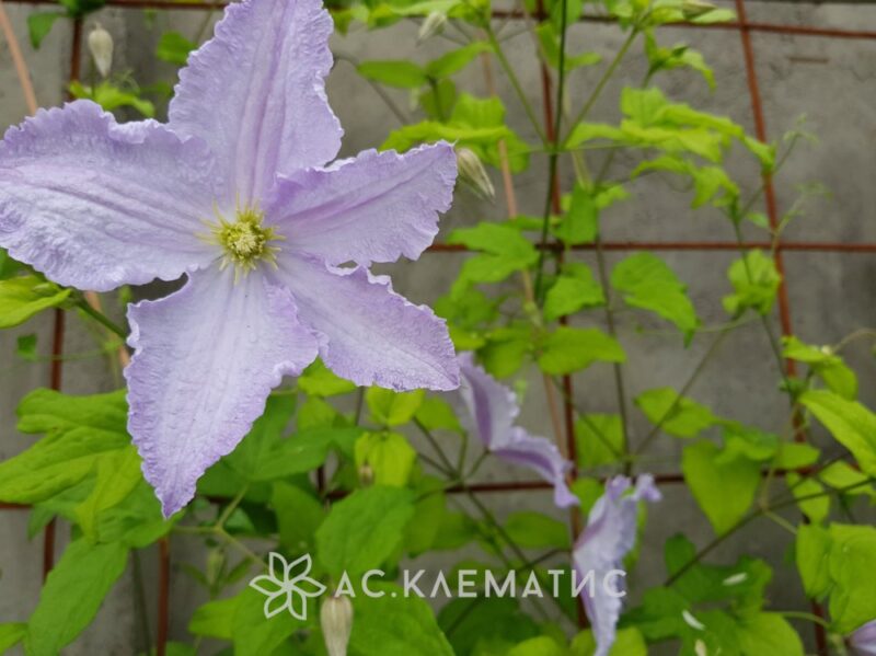 Клематис Голубой Ангел (Blekitny Aniol)