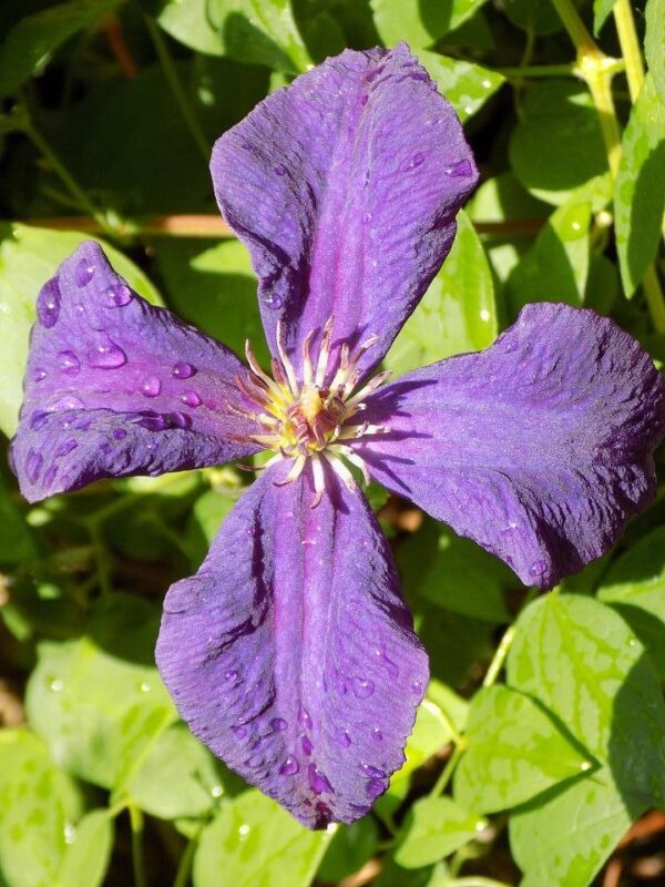 Клематис Виола (Viola) Клематис Виола (Viola)