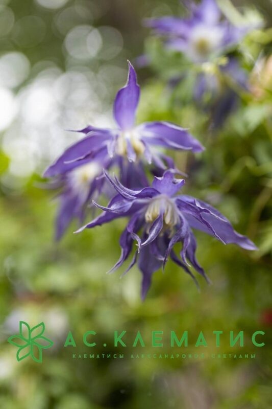 Клематис Блю Сюрпрайз (Blue Surprise) Клематис Блю Сюрпрайз (Blue Surprise)