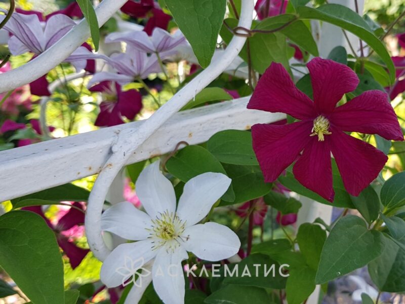 Клематис Хулдайн (Huldine) Клематис Хулдайн (Huldine)