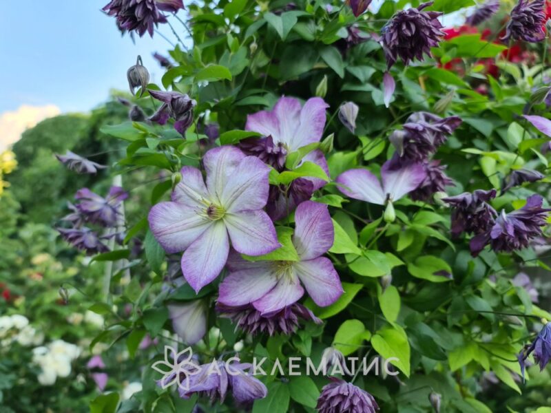 Клематис Мэри Роуз (Mary Rose) Клематис Мэри Роуз (Mary Rose)