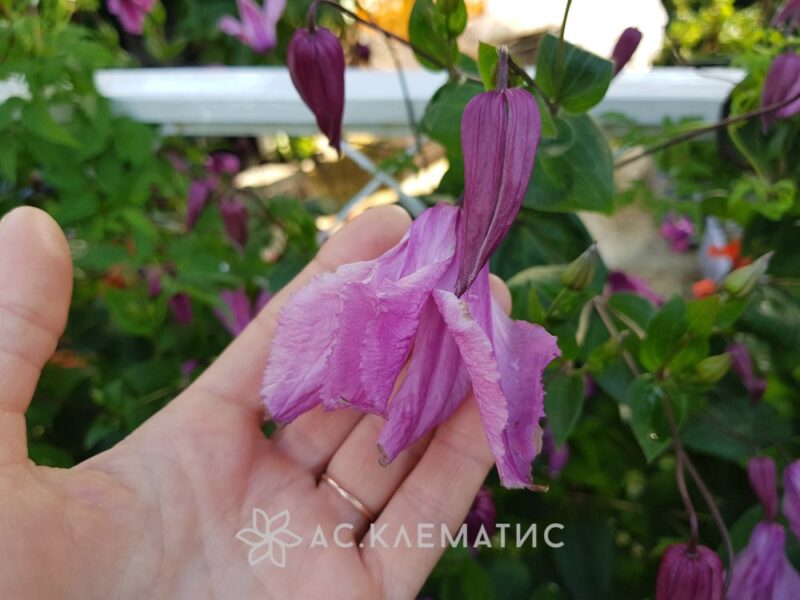 Клематис Память Сердца (Pamiat Serdtsa) Клематис Память Сердца (Pamiat Serdtsa)