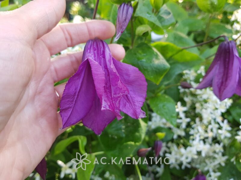 Клематис Память Сердца (Pamiat Serdtsa) Клематис Память Сердца (Pamiat Serdtsa)