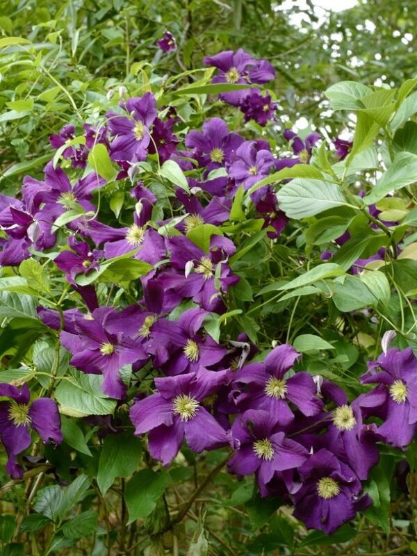 Клематис Виола (Viola) Клематис Виола (Viola)