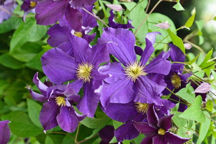Клематис Виола (Viola) Клематис Виола (Viola)