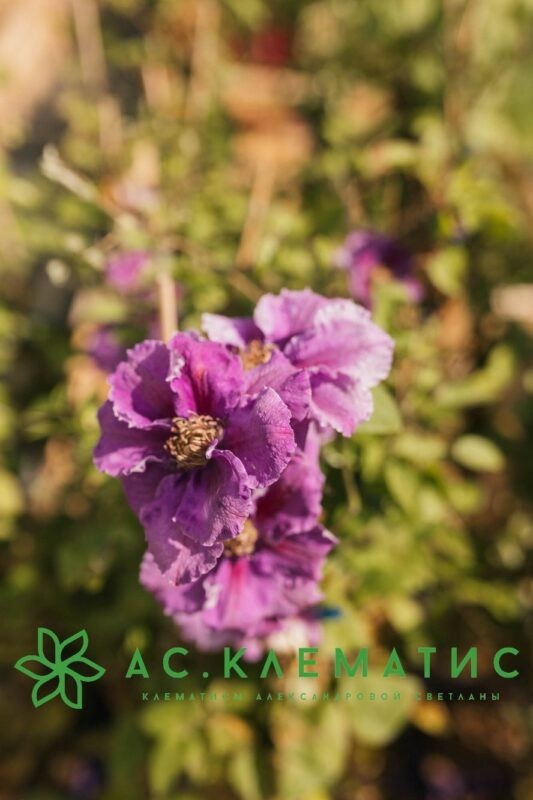 Клематис Ашва (Ashva) Клематис Ашва (Ashva)