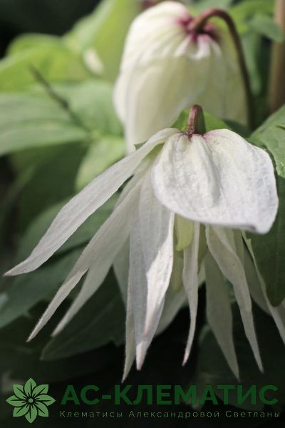 Клематис Альба Люксурианс (Alba Luxurians) Клематис Альба Люксурианс (Alba Luxurians)