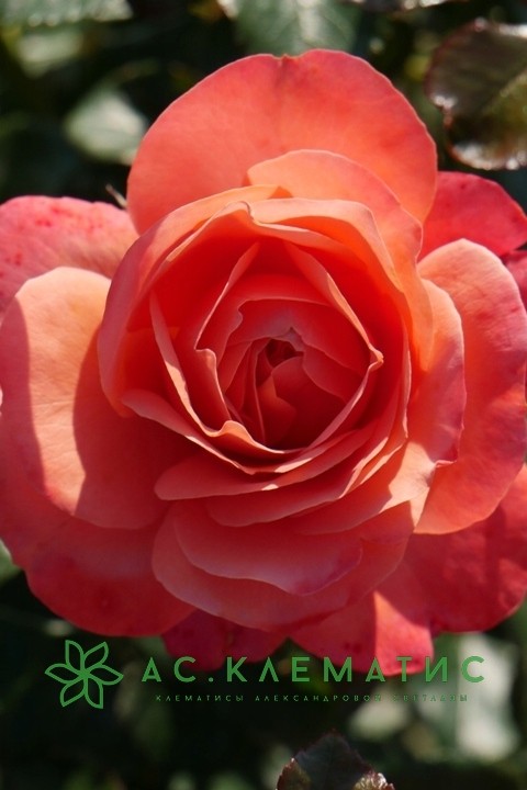 Роза Корал-Лионс (Coral Lions-Rose) Роза Корал-Лионс (Coral Lions-Rose)