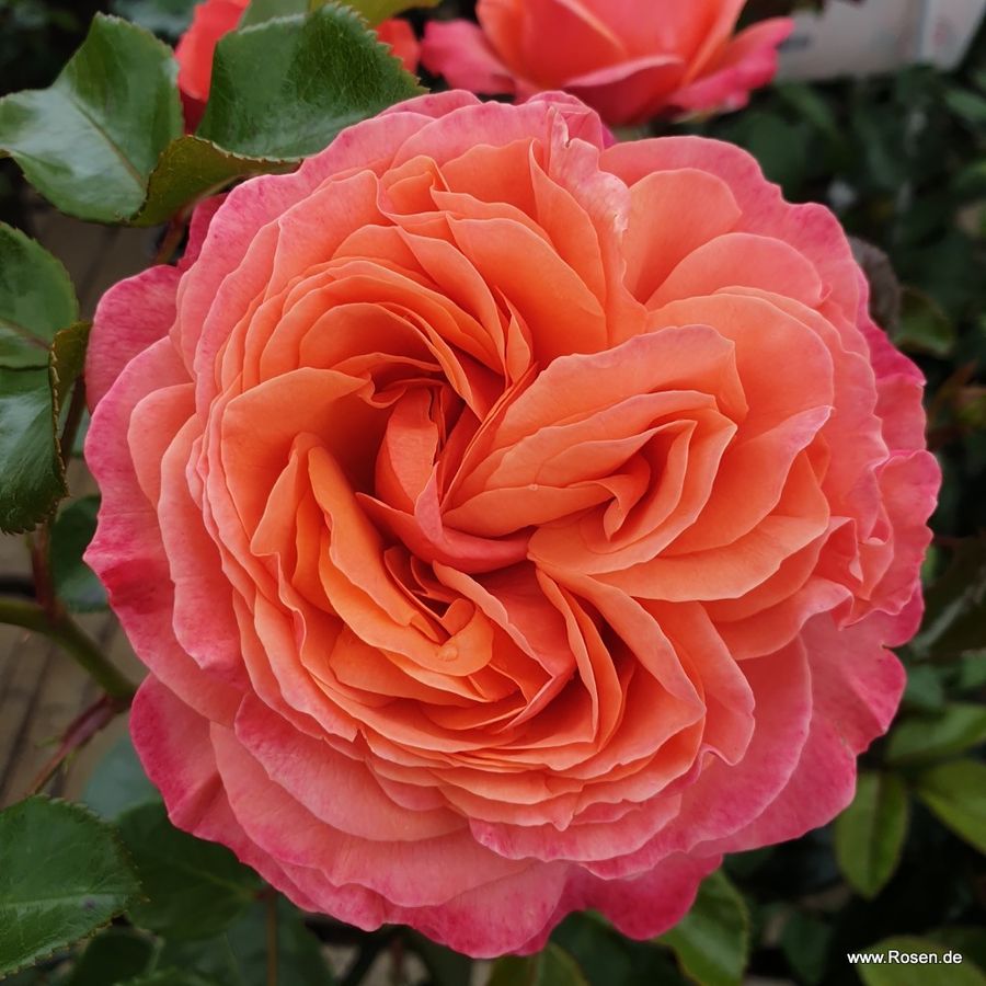 Роза Корал-Лионс (Coral Lions-Rose) Роза Корал-Лионс (Coral Lions-Rose)