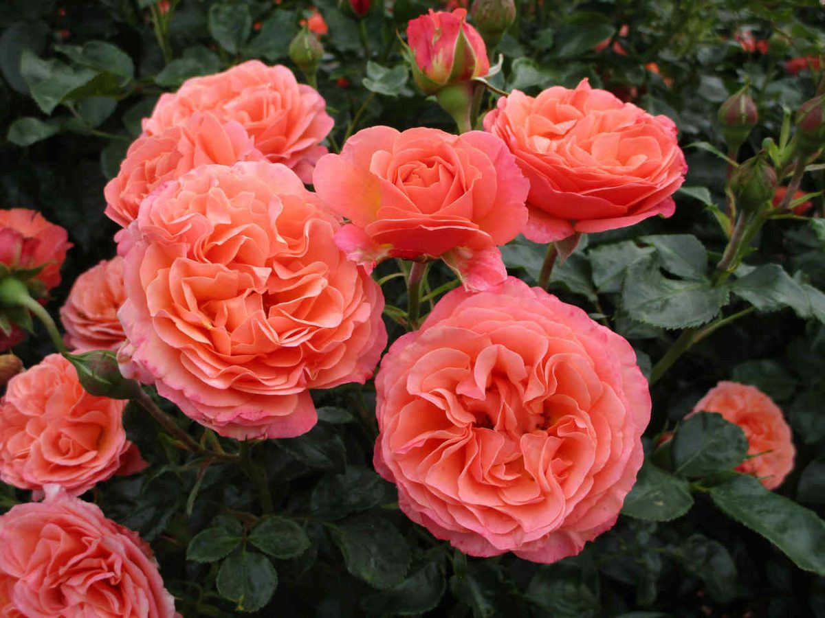 Роза Корал-Лионс (Coral Lions-Rose) Роза Корал-Лионс (Coral Lions-Rose)