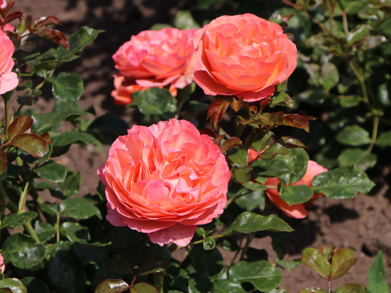 Роза Корал-Лионс (Coral Lions-Rose) Роза Корал-Лионс (Coral Lions-Rose)