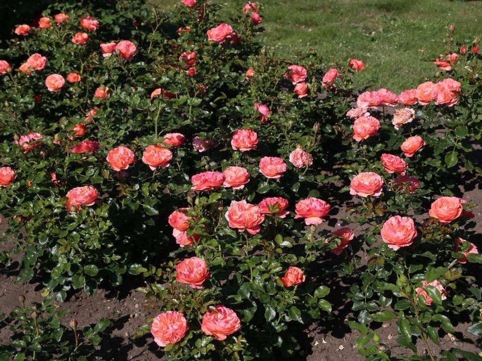Роза Корал-Лионс (Coral Lions-Rose) Роза Корал-Лионс (Coral Lions-Rose)