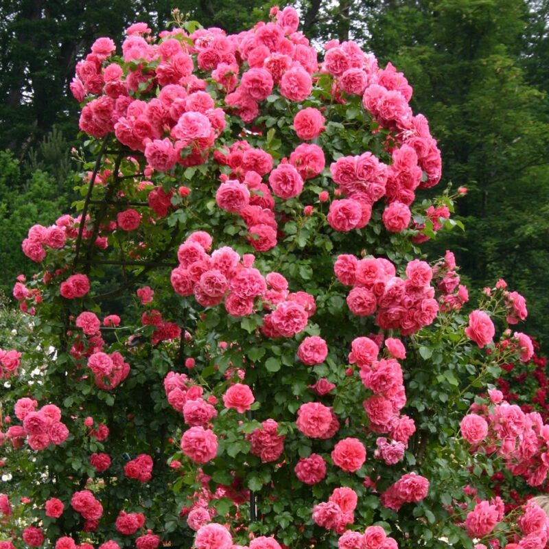 Роза Розариум Ютерсен на штамбе (Rosarium Uetersen) Роза Розариум Ютерсен на штамбе (Rosarium Uetersen)