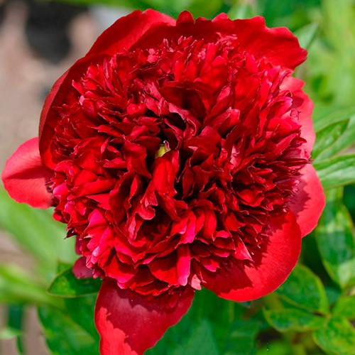 Пион Рэд Грейс (Red Grace) Пион Рэд Грейс (Red Grace)