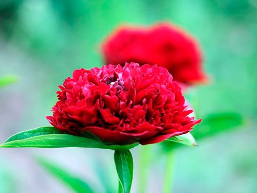 Пион Рэд Грейс (Red Grace) Пион Рэд Грейс (Red Grace)