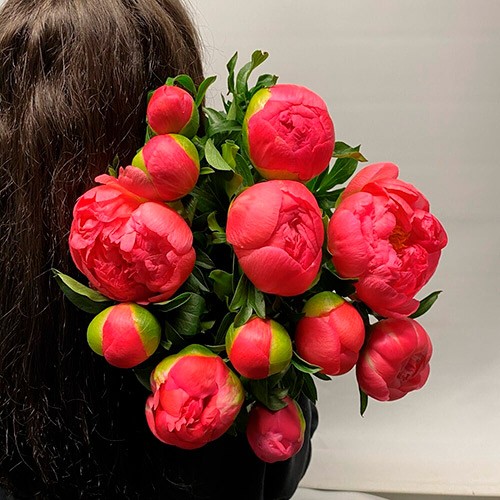 Пион Рэд Грейс (Red Grace) Пион Рэд Грейс (Red Grace)